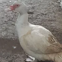 اردک اسراییلی نر سفید