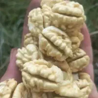 گردو با کیفیت تویسرکان پوست کاغذی