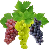 میوه فروشی.