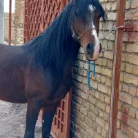 نریان سواریدار تعزیه رو|اسب و تجهیزات اسبسواری|ورزنه, |دیوار