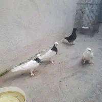 جوجه طوقی رنگی