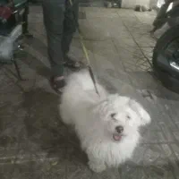 سگ شتیزو نر ۱ ساله واگزاری