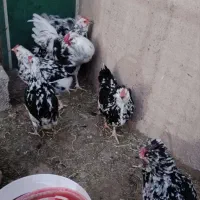 تخم مرغ گلین