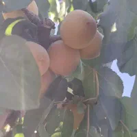 باغچه چهار دیواری|فروش زمین و ملک کلنگی|محمدشهر, عباس آباد|دیوار