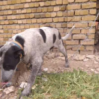 واگزاری توله قدرجونی اصیل|سگ|خرم‌آباد, |دیوار