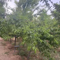 گلخانه|فروش دفتر صنعتی، کشاورزی، تجاری|بیستون, |دیوار