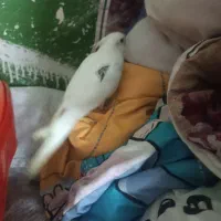 عروس هلندی پاریس