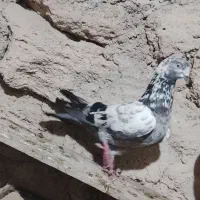 کفتر خوبی هستند