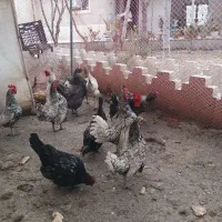 خروس و مرغ سبرایت اصل