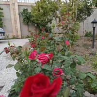 اجاره باغ  ویلا ۲۰۰ متری در شاهنامه 14|اجارهٔ کوتاه‌مدت ویلا و باغ|مشهد, شمس آباد|دیوار