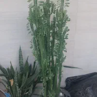 درخت با گلدون با کیفیت