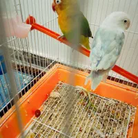 عروس هلندی و طوطی|پرنده|شهریار, شهرک بهاران (ویره)|دیوار