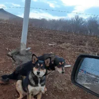 سگ دوزدیده شده|حیوانات|سنقر, |دیوار