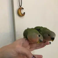 طوطی برزیلی های اوپال کاملا دستی|پرنده|تهران, شهرک پرواز|دیوار