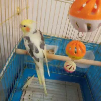 عروس نر دوکت لوتینو سخنگو|پرنده|قم, انسجام|دیوار