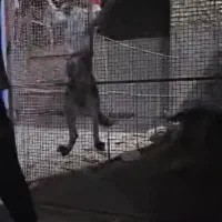 سگ قهدریجانی قدرجونی