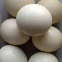 فروش تخم شترمرغ خوراکی