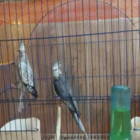 عروس هلندی|پرنده|ارومیه, |دیوار