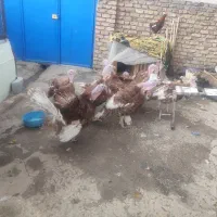 بوق محلی محلی