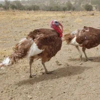 بوقلمون نر بورون و برنز
