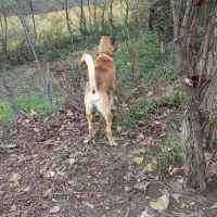 سگ دورگه سرابی|سگ|تالش, طولارود|دیوار