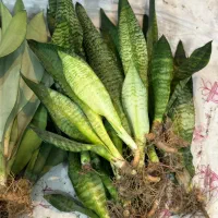 حراج سانسوریا غلافی ۵۰|گل و گیاه طبیعی|کازرون, |دیوار