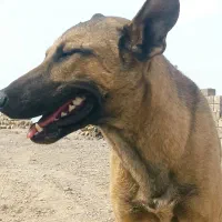 سگ نر باهوش 6 ماهه