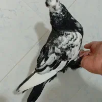 کبوتر