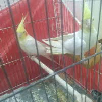 یکجفتعروسهلندیلوتینو|پرنده|تربت جام, اسماعیل آباد|دیوار