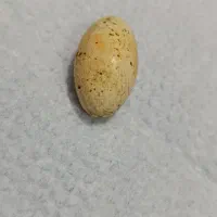 انگشتر نگین