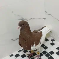 چپ سرخ نر شقه گلدار|پرنده|شیراز, شهرک امیر کبیر|دیوار