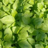 نشاء بادمجان