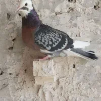 کفتر صید قره کاکلی