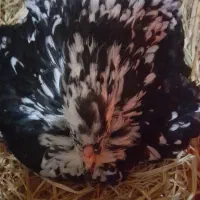 تخم نطفه دار مرندی استراپلوپ وگلین|حیوانات مزرعه|کرج, کوی کارمندان جنوبی|دیوار