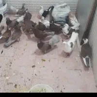 کفتر گرفتنی دونه۹۰ موفت|پرنده|قم, یزدان‌شهر|دیوار