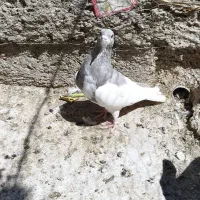 کبوتر شهری یال چپ الماسی گلدار|پرنده|شیراز, شهرک جماران|دیوار