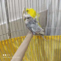 مرغ عشق پروانه ای|پرنده|طبس, |دیوار