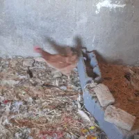 مرغ وغاز جوان