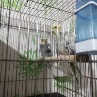 عروس هلندی طوطی