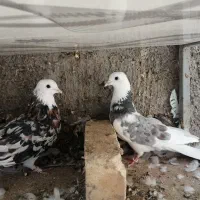 کبوتر پرشی
