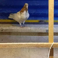 کبوتر|پرنده|ری, شهادت|دیوار