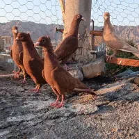 5عددجوجه سرخ 4تا کاکلی