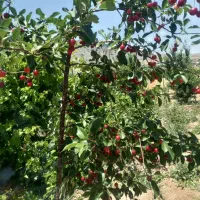 باغ باغچه ویلا|فروش خانه و ویلا|قم, شاد قلی|دیوار