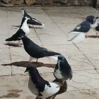 کفتر