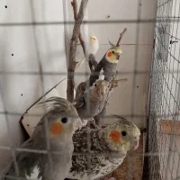 عروس هلندی مولد و سه تا جوجه نروماده شش ماهه.