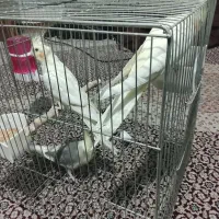 سه عدد عروس هلندی