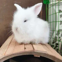 بچه خرگوش لوپ|موش و خرگوش|تهران, جیحون|دیوار