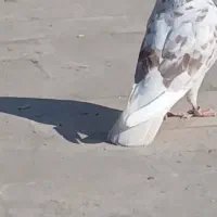 معاوضه