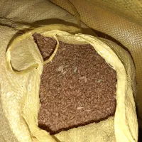 گندمبذری