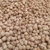 نخود ارگانیگ فروش عمده .تقریبا ۲۳۰ کیلو